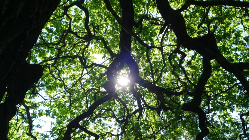 Upptäcka rösten! Workshop med Isabella Hagos