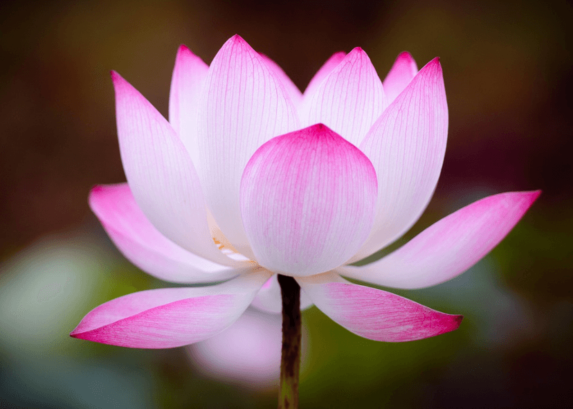 Klasser: Yin Yoga - Gratis Prova på tillfälle