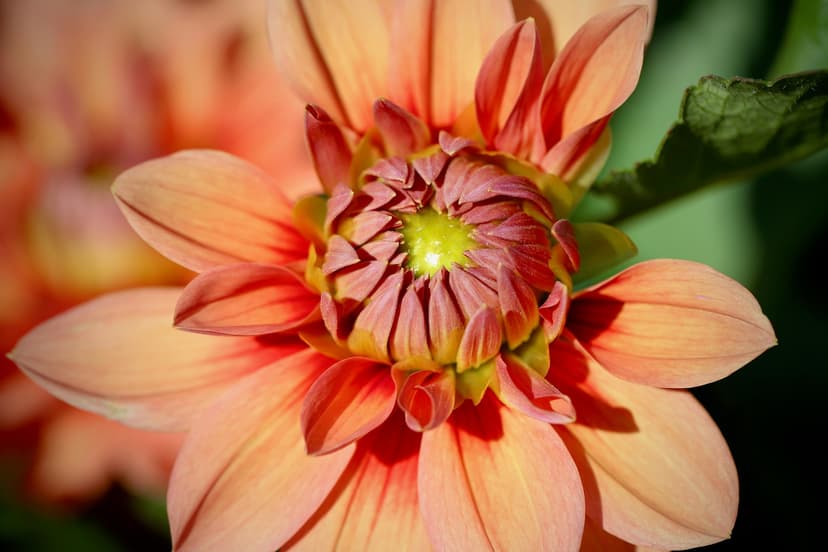 THE BIRTH RELEASE   WORKSHOP: